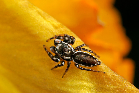 Jumping Spider - 2