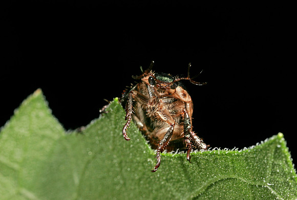 Scarab Beetle - 5
