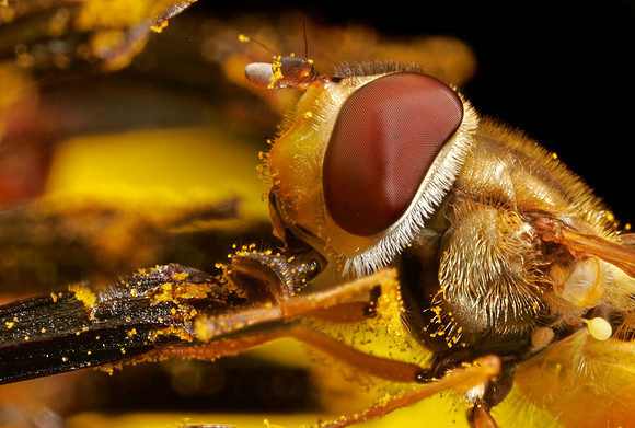 Hoverfly - 10