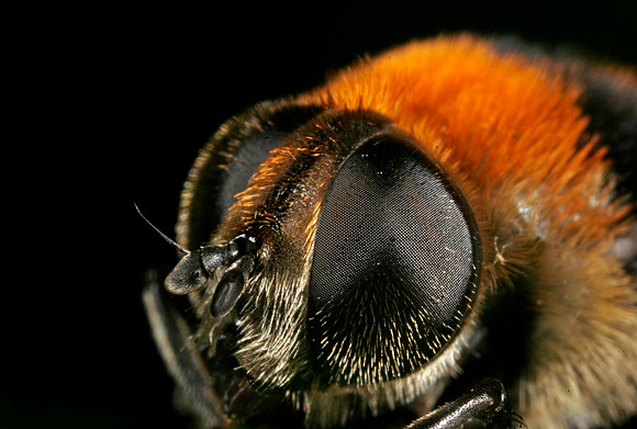 Narcissus Bulb Fly - 5