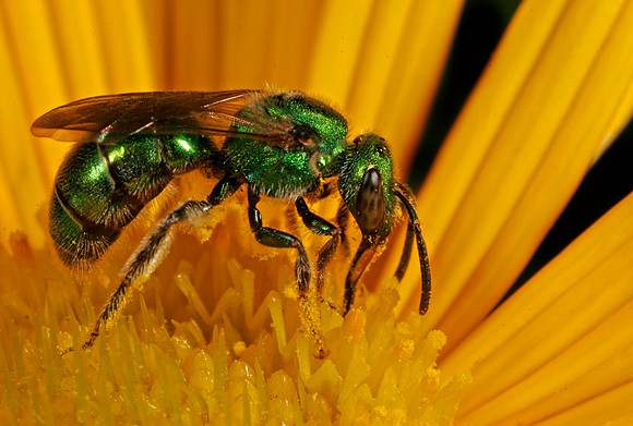 Green Metallic Bee - 3