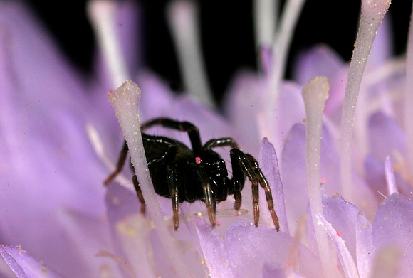 Spider on Flower - 2