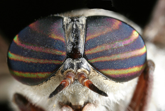 Deer Fly