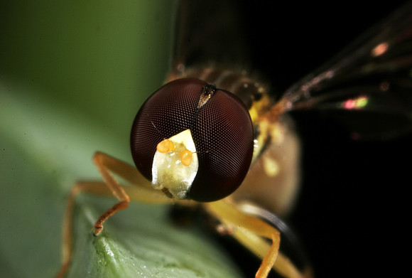 Hoverfly - 15