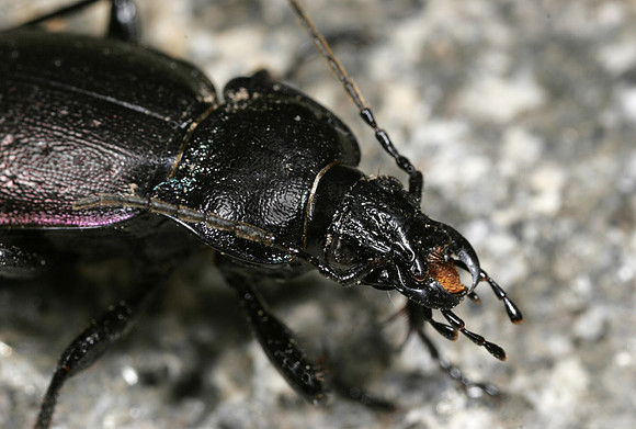 Ground Beetle - 1
