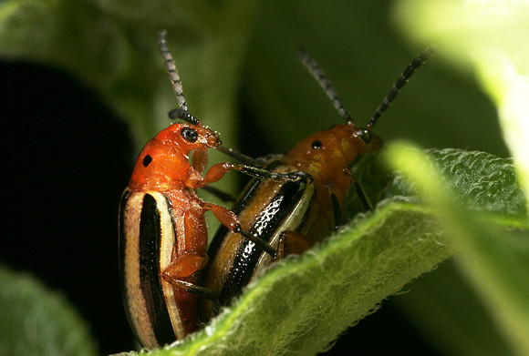Potato Beetles Mating - 3