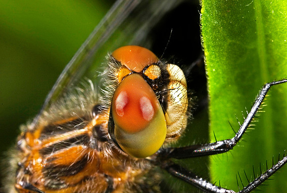 Dragonfly - 8