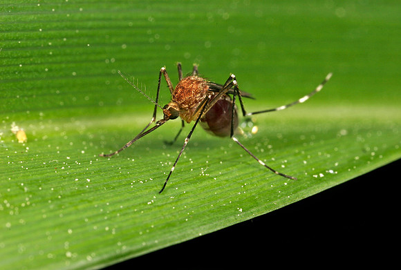Mosquito with Blood