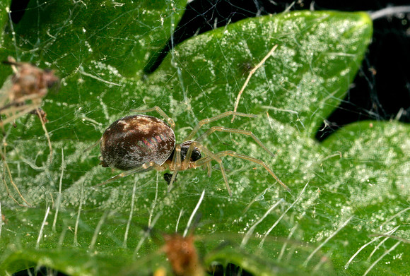 Mesh Web Weaver - 4