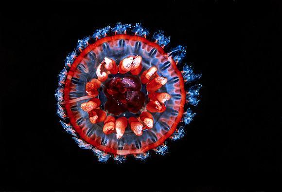 Atolla - 3