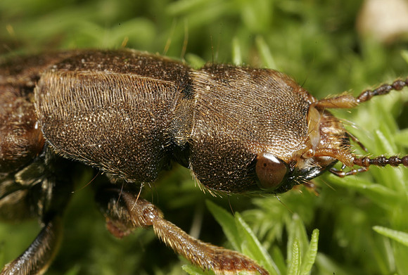 Rove Beetle