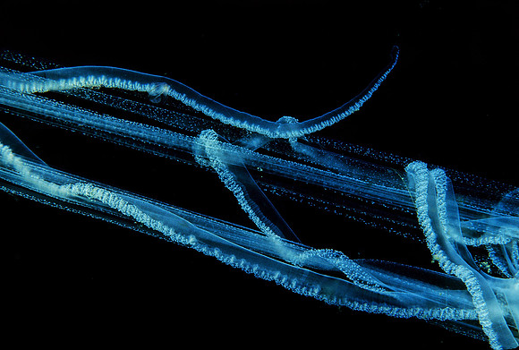 Egg-yolk Jelly Tentacles - 1