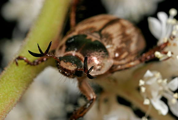 Scarab Beetle - 3