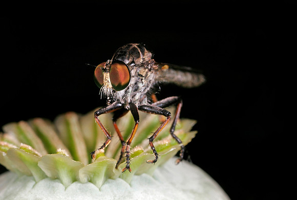 Robber Fly - 3