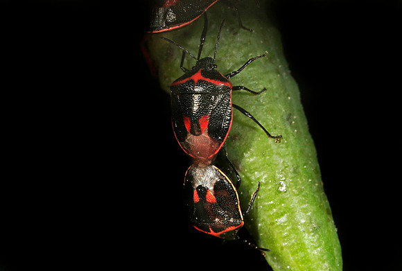 Stink Bugs Mating - 5