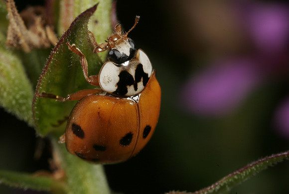 Lady Beetle - 3