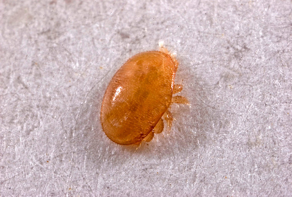 Bee Mite - 1
