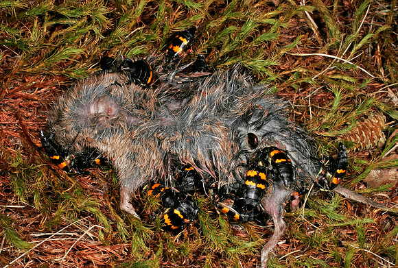 Burying Beetles - 5