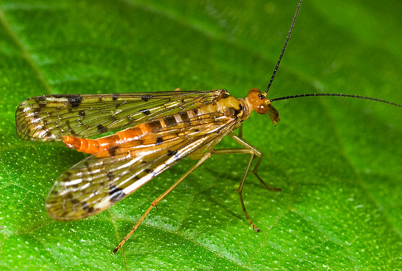 Scorpionfly - 6