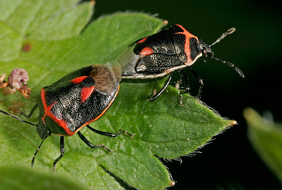 Stink Bugs Mating - 2