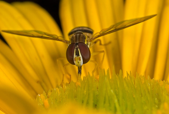 Hoverfly - 6