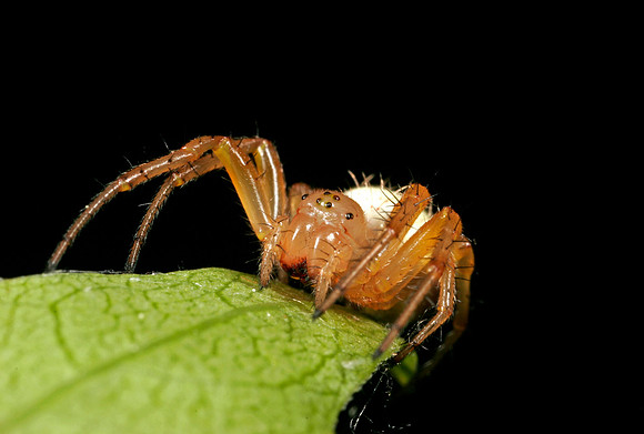 Sixspotted Orbweaver - 2