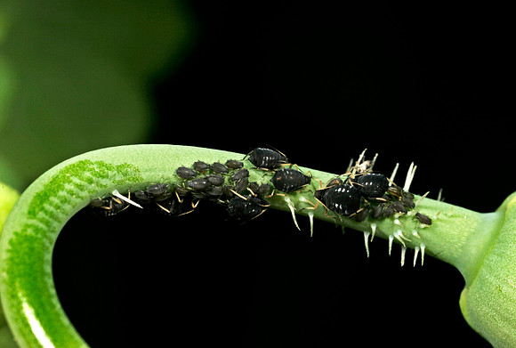 Aphid Nymphs - 1