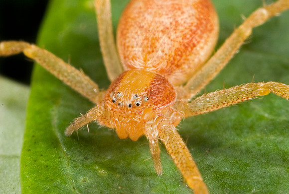 Running Crab Spider