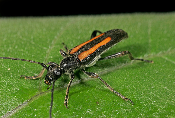 Flower Longhorn Beetle - 4