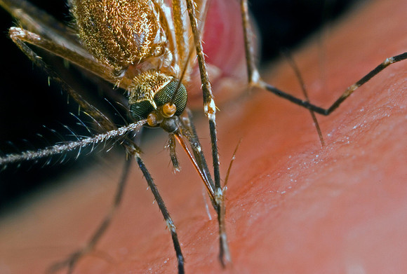 Mosquito Feeding - 5