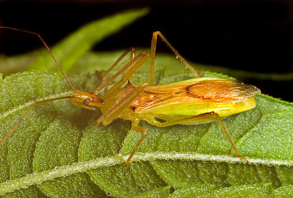 Assassin Bug - 1