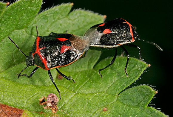 Stink Bugs Mating - 3