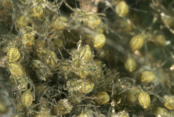 Young Spiders - 3