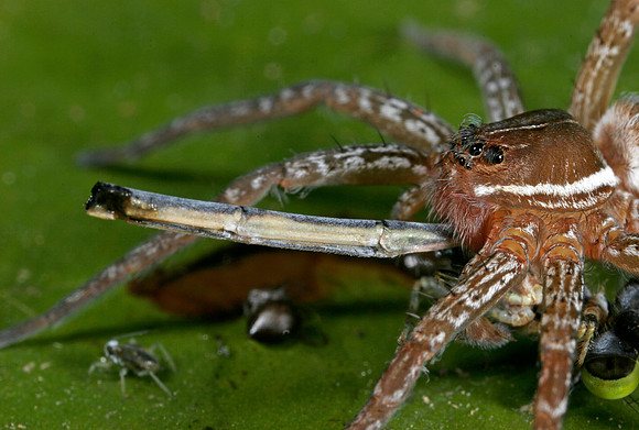 Fishing Spider - 3