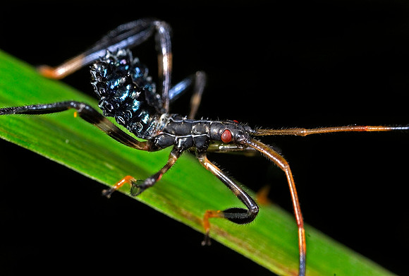 Assassin Bug Nymph - 5