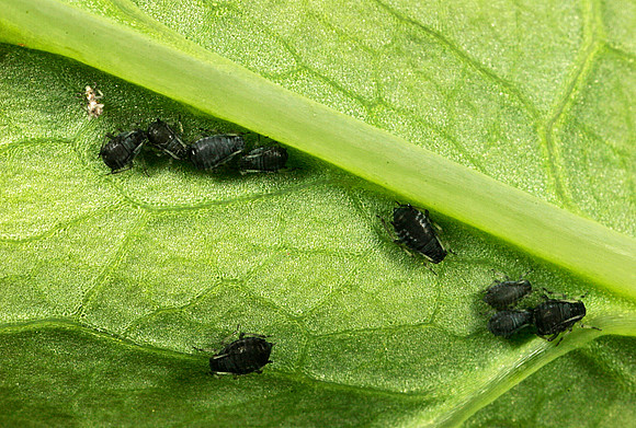 Aphid Nymphs - 4
