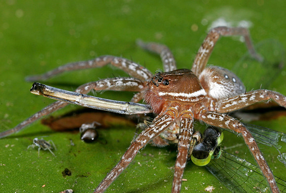 Fishing Spider - 2