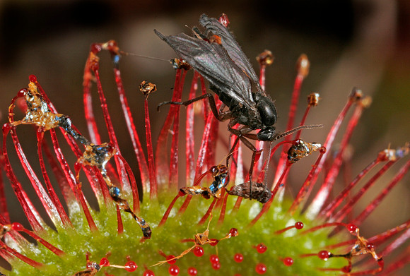 Sundew with Insects - 3