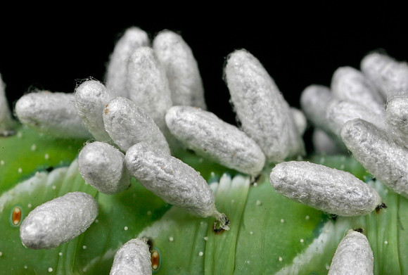 Parasitoid Wasp Eggs on Hornworm - 4