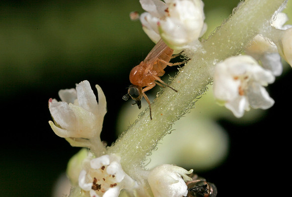 Fly - 6