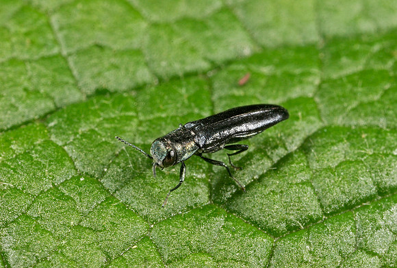 Wood-boring Beetle