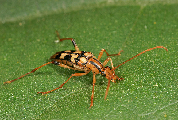 Flower Longhorn Beetle - 3