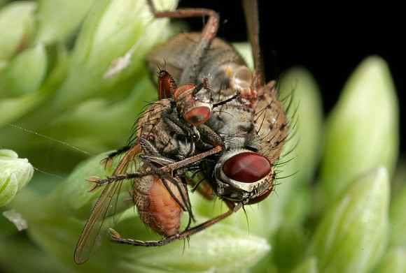 Fly with Prey