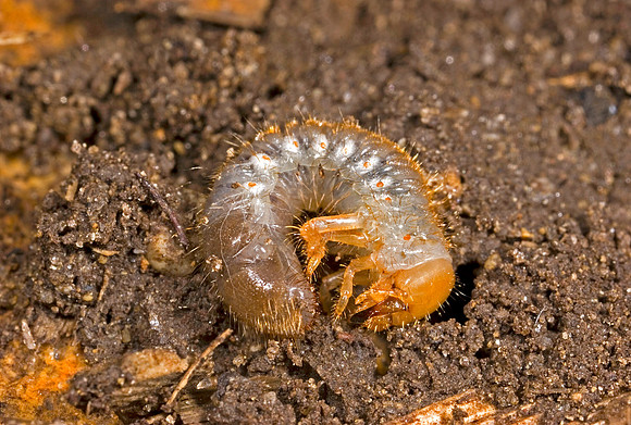 Scarab Beetle Larva