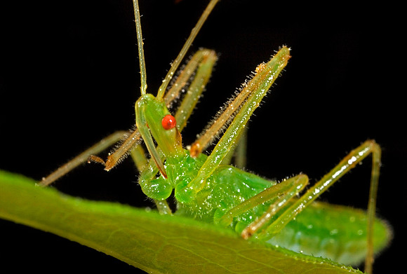Assassin Bug Nymph - 3