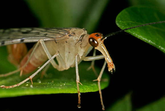 Scorpionfly - 2