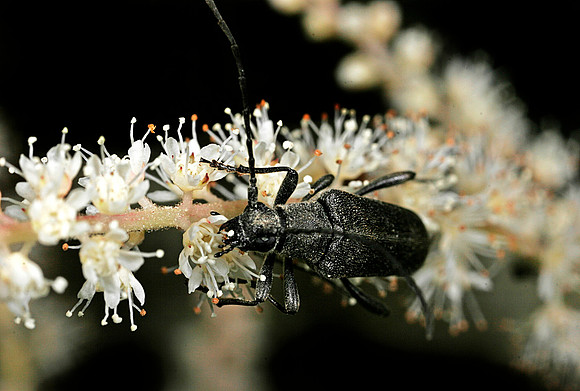Flower Longhorn Beetle - 1