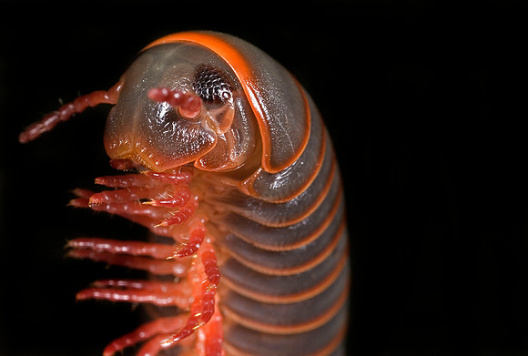 Giant Millipede - 2