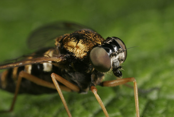 Snipe Fly - 3