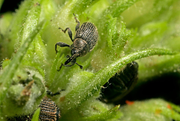 Weevil - 4